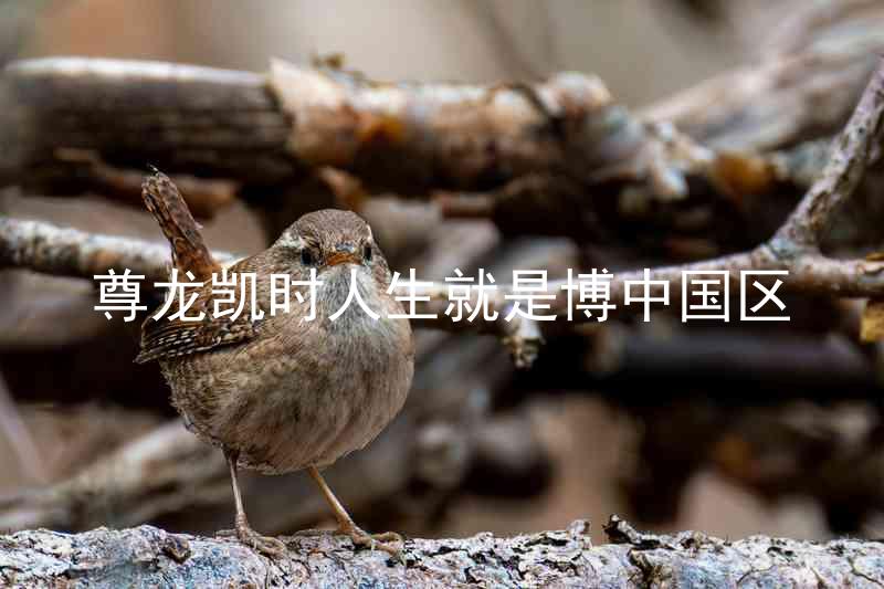 尊龙凯时人生就是博中国区